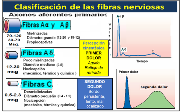 Las fibras nerviosas. – Manejando el Dolor